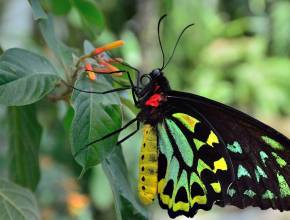 Schmetterlin im Amazonas