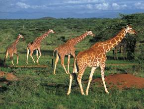 Rundreisen in Kenia: Giraffen in der Serengeti