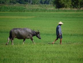 Rundreisen in Vietnam: Reisfelder