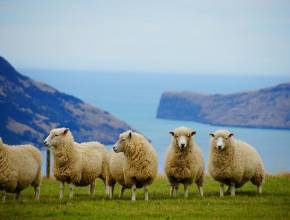 Schafe auf Neuseeland