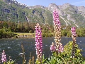 Kreuzfahrten Norwegen: Norwegische Fjorde - am Eidfjord