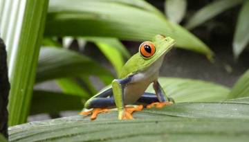 Costa Rica Frosch