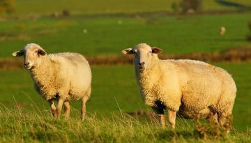 Ostfriesland Schafe auf dem Deich