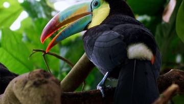 Costa Rica: Dschungel & Vulkane