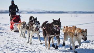 Huskies in Grönland