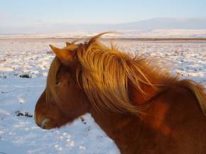 Winter auf Island: Islandpferd