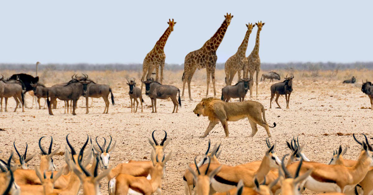 Namibia: Etosha Nationalpark