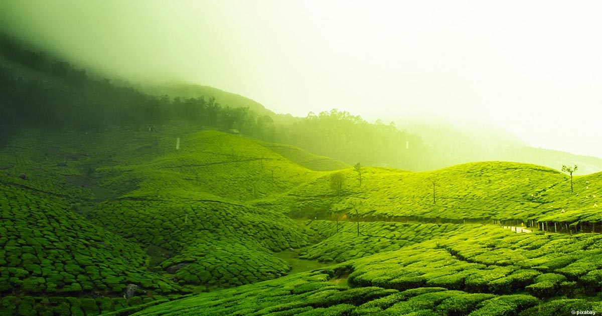Indien: Teeplantage