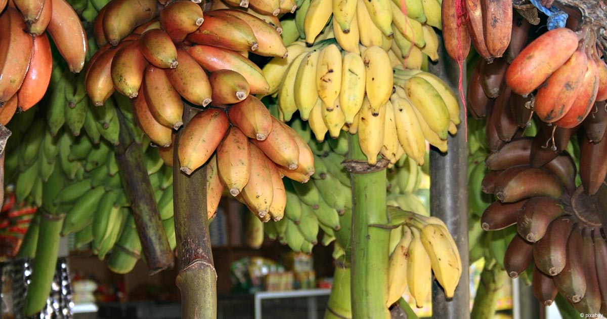 Sri Lanka: Bananen