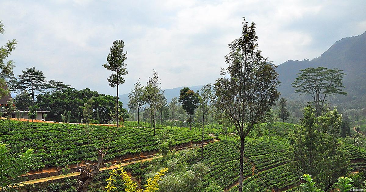 Sri Lanka: Teeplantage