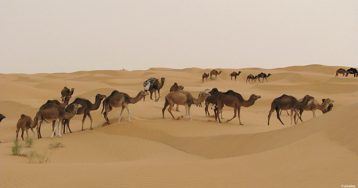 Tunesien: Kamele in der Sahara