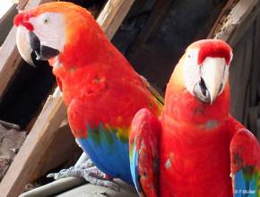 Flusskreuzfahrten auf dem Amazonas: Papageien im Amazonas