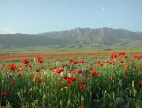 Armenien Rundreisen: Berg Ararat