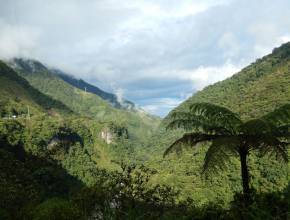 Rundreisen in Ecuador: Dschungel in Ecuador