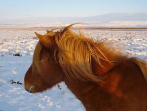 Rundreisen in Island: Islandpferd