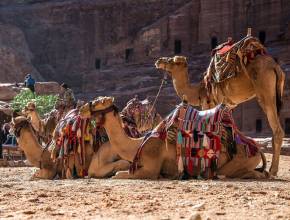 Kamele vor Petra