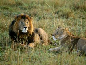 Rundreisen in Kenia: Löwen in der Serengeti