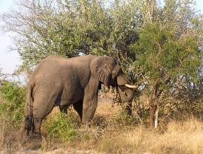 Rundreisen in Namibia: Elefant im Etosha Park