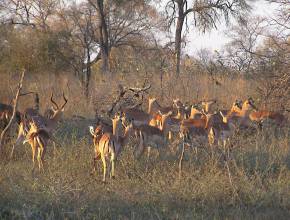 Rundreisen in Namibia: Antilopen im Etosha Park