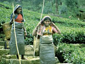 Rundreisen in Sri Lanka: Teeplantagen