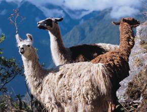 Rundreisen in Südamerika: Alpakas in den Anden