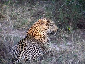 Rundreisen in Tansania - Leoparden auf Safari in Tansania
