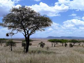 Tansania: Serengeti