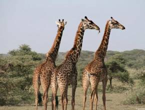 Rundreisen in Tansania - Giraffen auf Safari in Tansania