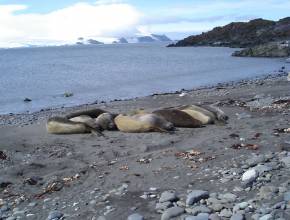 Robben  während Antarktiskreuzfahrten