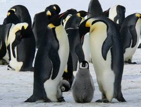 Pinguine während Antarktiskreuzfahrten