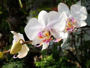 Orchideen in Thailand