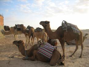 Rundreisen in Tunesien: Kamele