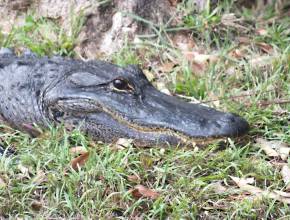 Rundreisen in den USA: Alligator in den Everglades, Florida