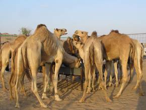 Rundreisen in den Emiraten: Kamele
