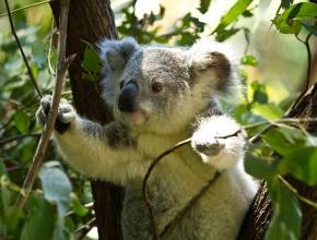 Kreuzfahrten rund um Australien: Koalas