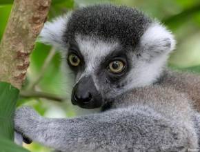 Madagaskar: Lemure