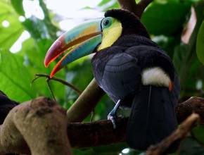 Tukan in Costa Rica