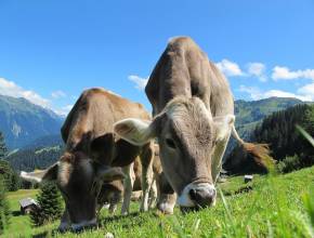 Kühe in Österreich