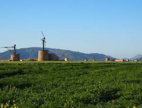 Radurlaub in Spanien: Windmühle auf Mallorca