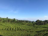Java: Teeplantage Bandung