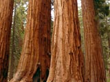 Sequoia Nationalpark: Mammutbäume