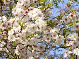 Philosophenweg Kyoto - Kirschblüte