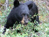 Schwarzbär im Forillon-Nationalpark