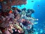 Playa Santa Lucia: Korallenriff