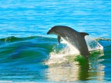 Walvis Bay Delfin