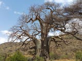 Boabab Baum im Tarangire Nationalpark