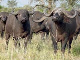 Büffel im Lake Manyara Nationalpark