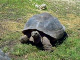 Galapagos Insel Santa Cruz: Riesenschildkröte