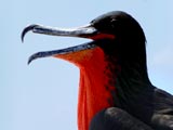 Nord Seymour: Fregattvogel