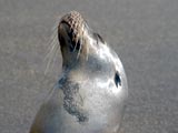 Galapagos Insel Isabela: Seelöwe
